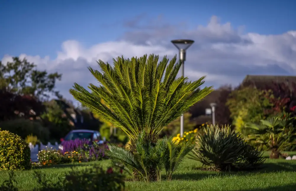 Großer Palmfarn (Cycas) in einem Garten unter blauem Himmel
