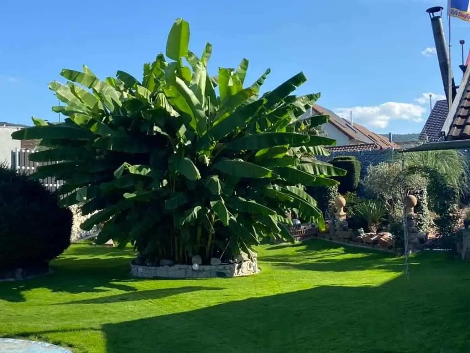 Üppige Faserbanane (Musa basjoo) in Franks Garten in Schleswig-Holstein
