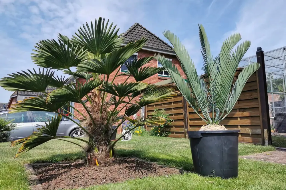 Ausgepflanzte Hanfpalme und Palmfarn im Kübel vor einem Backsteinhaus
