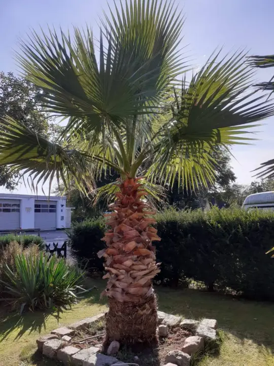 Washingtonia filifera mit kräftigem Stamm im Garten